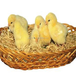 ปรับปรุงอัตราการวางวิตามิน <span class=keywords><strong>AD3E</strong></span> หรือสารเติมแต่งอาหาร - Product Image 1