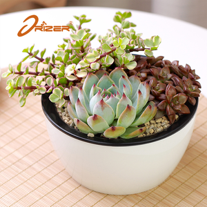Alibaba chine usine prix maison & jardin arrosage auto succulent en plastique pot de fleur planteur - Product Image 1