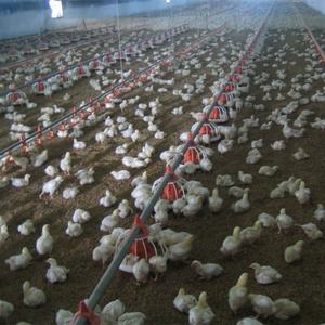 Cheken Trang Trại Gia Cầm Thiết Bị Nhà Gà Trang Trại Máy Móc Thiết Bị Mini - Product Image 6