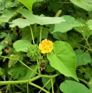 Piante Intere di Mallo Indiano Essiccate, Steli e Foglie Naturali di Abutilon Indicum - Product Image 3