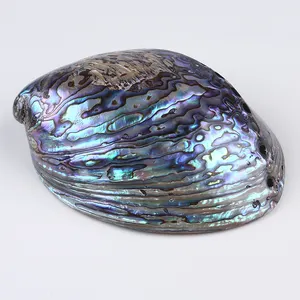 10*14センチメートルNaturalポリッシュAbalone Shellと16*23センチメートルNatural Craft Seashell