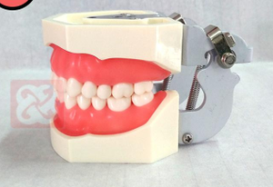 Gigi Model <span class=keywords><strong>Typodont</strong></span> Bisa Diganti, Gigi Model Nissin 28 Buah - Product Image 4