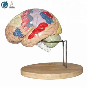 人类两部分医疗脑教学模式