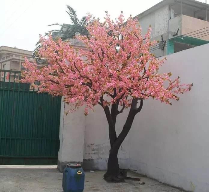 Arbre de la cerise