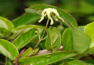 Supply工場ホット販売cryptolepsis 20:1cryptolepsis sanguinolentaエキス - Product Image 3