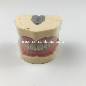 Modello di Addestramento Dentale, Manichino Simulatore con Testa Fantasma per Formazione Odontoiatrica - Product Image 4