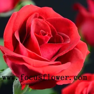 Tên của hoa sử dụng để trang trí màu đỏ tươi cut rose carola rose từ côn minh