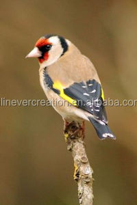Uccelli in Legno Intagliati a Mano Decobird per Decorazione Casa e <span class=keywords><strong>Giardino</strong></span>, Uccelli Appesi Ecologici Personalizzati - Product Image 5