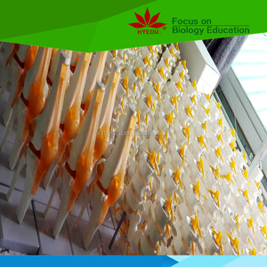 Fabriqué par nous-mêmes usine <span class=keywords><strong>coude</strong></span> modèle d'anatomie humaine - Product Image 2