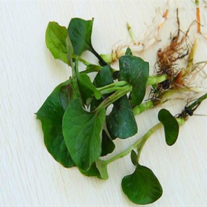 Высококачественный экстракт Houttuynia из листьев сердца - Product Image 4