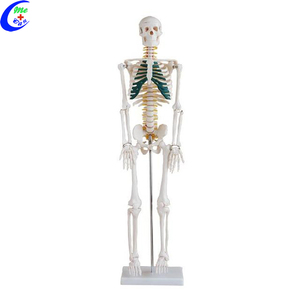 Modelo Médico, Modelo Anatómico, Modelo de <span class=keywords><strong>Esqueleto</strong></span> - Product Image 5