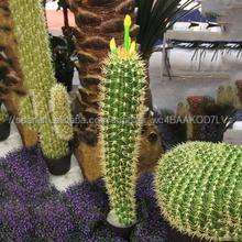Decoración de interior Y Al Aire Libre <span class=keywords><strong>bonsai</strong></span> Plantas de Cactus Cactus Y Suculentas Cactus Plantas artificiales Al Por Mayor - Product Image 6