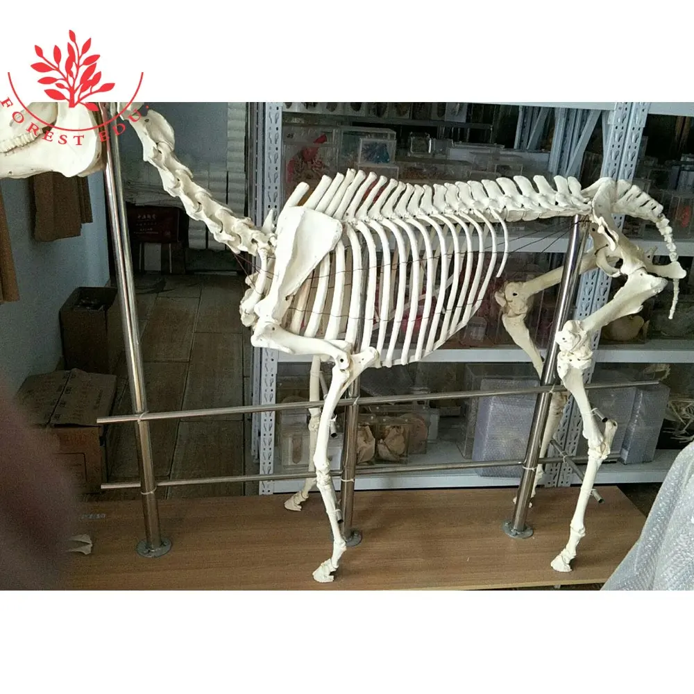Modelo Médico Animal espécimen tamaño natural caballo esqueleto