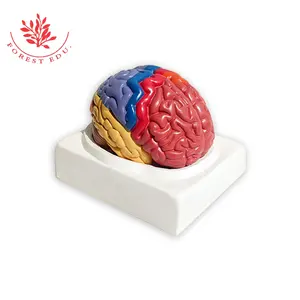 用颜色来提取部分医学人脑模型