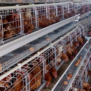 uygun fiyatli ikinci el katmanli tavuk kafesleri satin alin local after sales service alibaba com