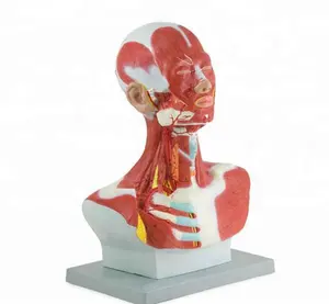 YA/H012 Anatomical Model of Human Head and Neck Muscles