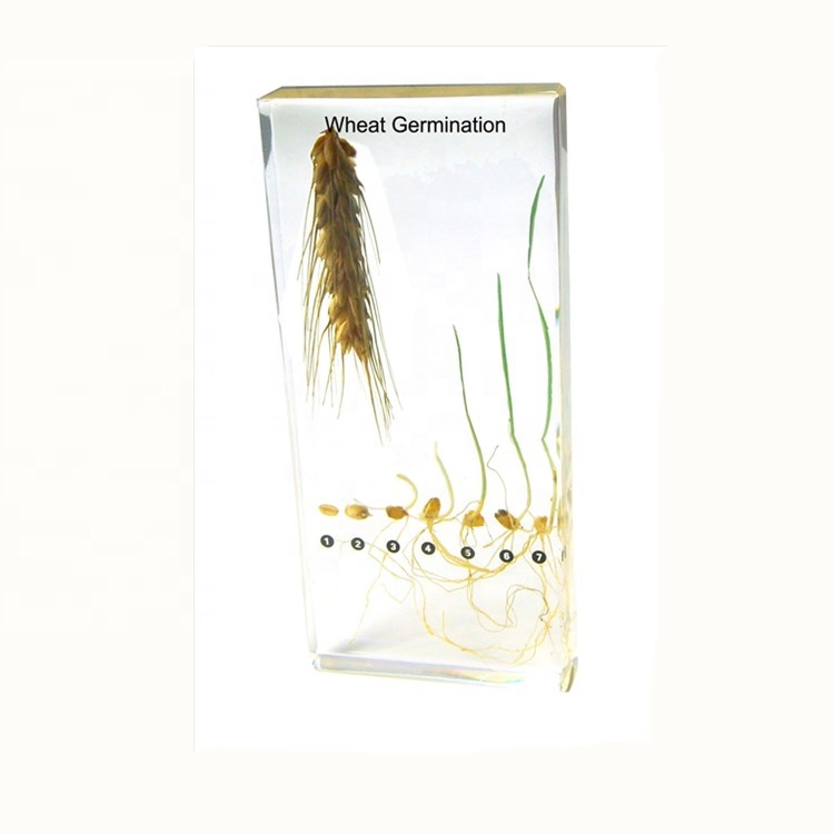 Прорастание пшеницы, встроенные образцы, образовательные модели