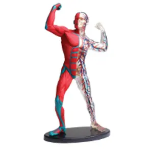 Gelsonlab HSBM-323 38 pièces 19cm Musculaire <span class=keywords><strong>et</strong></span> <span class=keywords><strong>Squelette</strong></span> Modèle D'anatomie Du <span class=keywords><strong>Corps</strong></span> <span class=keywords><strong>Humain</strong></span> Modèle Musculaire De Muscle <span class=keywords><strong>Humain</strong></span> - Product Image 1