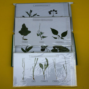Auxílios de ensino de biologia de alta qualidade, plantas cultivadas de herbílio - Product Image 1