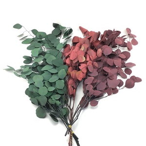 Foglie Verdi per Decorazione, Eucalipto Essiccato, Pianta da Tavolo - Product Image 2