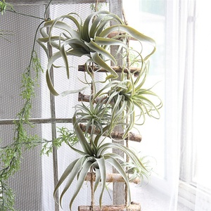 S-3293 Succulentes artificielles pas chères directement de l'usine, plantes artificielles sans pot, tiges de <span class=keywords><strong>Tillandsia</strong></span> pour arrangements floraux - Product Image 5