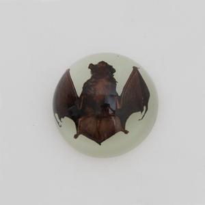 Real Insects Specimen Encasedで67ミリメートルAcrylic Dome Paperweight - Product Image 3