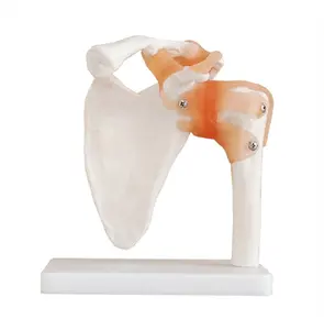 HOT Joint Series model Human Shoulder Elbow Hip Knee Hand Foot Joint Bone models