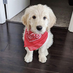 ספק סיטונאי אופנה 100% כותנה רב תפקודי עיצוב הדפסת פייזלי ראש כלב כיכר חיצוני מותאם אישית נשים בנדנה - Product Image 5