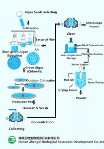 Bovins, Cheval, Poulet, Chien, Cochon, Poissons <span class=keywords><strong>Utilisation</strong></span> <span class=keywords><strong>Spiruline</strong></span> <span class=keywords><strong>En</strong></span> <span class=keywords><strong>Poudre</strong></span> - Product Image 4
