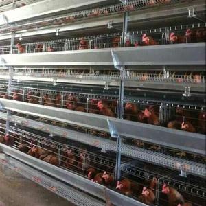 2019 Mới Loại Tự Động Hai Lớp Gà Lồng Hai Người Có Thể Tăng 60,000 Hai Lớp Gà - Product Image 3