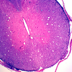 Lames de microscope préparées éducatives, diverses lames de microscope, équipement éducatif pour les étudiants - Product Image 3