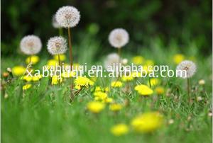 Estratto di radice di dente di leone - Product Image 3