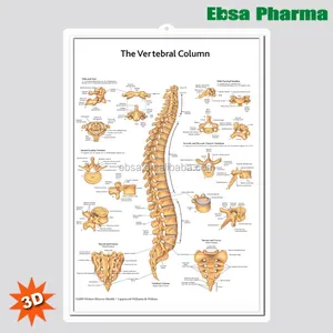 3D Medical Human Anatomy Wall Charts / Poster - The Vertebral Column