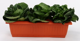 Pots de plantes rectangulaires en plastique pour l'intérieur et l'extérieur, pour la plantation de jardin et de légumes, catégorie de produits pots à fleurs et jardinières - Product Image 4