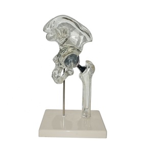 Medico Hip Modello di Impianto - Product Image 1