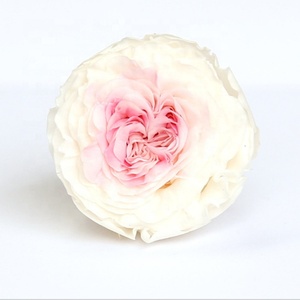 ดอกกุหลาบ Austin สำหรับการจัดดอกไม้หัวดอกกุหลาบนิรันดร์ขนาดมินิ2-3ซม. ที่เก็บรักษาไว้ - Product Image 5