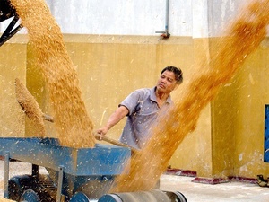 Lúa gạo mè kiều mạch đậu nành ngô <span class=keywords><strong>winnower</strong></span> hạt giống sạch hơn hạt sàng lọc máy - Product Image 5