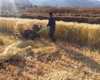 Mini-moissonneuse-batteuse pour riz paddy