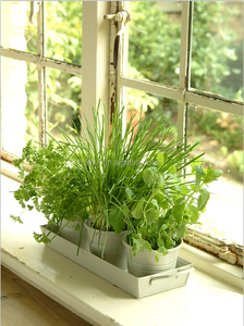Metal jardín flor macetas <span class=keywords><strong>de</strong></span> hierbas en una bandeja en arcilla (conjunto <span class=keywords><strong>de</strong></span> 3) - Product Image 3