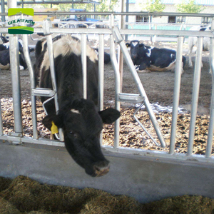 Gran equipo de granja de ganado, cerca de bovinos galvanizada por inmersión en caliente, cierre de Cabeza de Vaca - Product Image 5