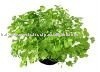 Huile de coriandre 100% pure de qualité supérieure : Offres de gros directement du fabricant indien |   Huile essentielle de Coriandrum Sativum en vrac - Product Image 3