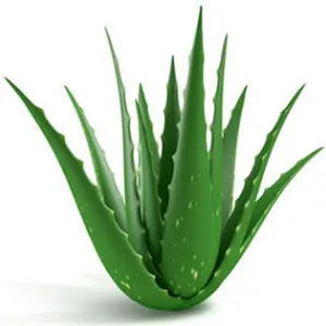 Aloe vera em pó, cuidados com a pele, plantas herbal, extrato seco de aloe vera, venda imperdível