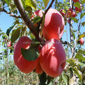 Alta calidad GMP calcio natural quelato aminoácido polvo/fertilizante orgánico - Product Image 2