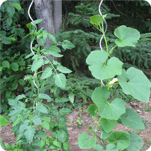 Greenhouse <strong>Tomato</strong> <strong>Support</strong> for Garden - Product Image 2