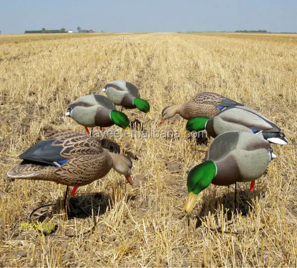 R1301 Drijvende Eend Jacht Decoy Met Groen Hoofd, Plastic Jacht Lokvogels Voor Verkoop