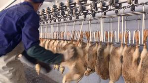 Doigts en caoutchouc pour éplucheuse à volaille d'abattoir avicole - Product Image 2
