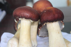 Detan Stropharia rugosoannurata precios de mercado para seta - Product Image 3