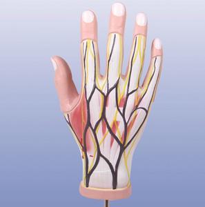Modelo <span class=keywords><strong>de</strong></span> <span class=keywords><strong>Mano</strong></span> <span class=keywords><strong>de</strong></span> Anatomía Regional <span class=keywords><strong>de</strong></span> los Músculos, 4 Partes - Product Image 1