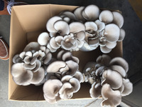 Kit de culture de champignons d'huître Detan/Noms des champignons