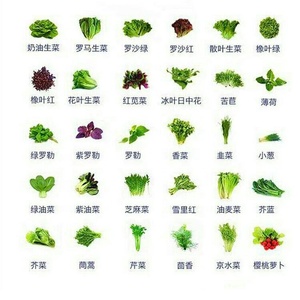 Sistema <span class=keywords><strong>de</strong></span> crecimiento <span class=keywords><strong>de</strong></span> lechuga hidropónica - Product Image 2